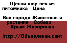 Щенки шар-пея из питомника › Цена ­ 15 000 - Все города Животные и растения » Собаки   . Крым,Жаворонки